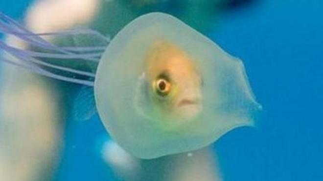Mujer nada cerca de una medusa que tiene adentro un pez.