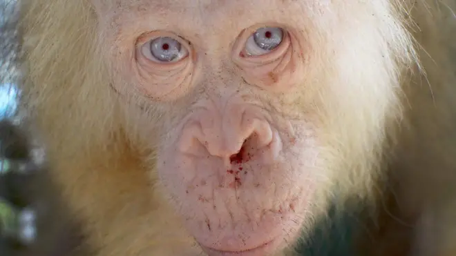 Mnyama huyo alikuwa na damu iliokauka katika pua yake ishara kwamba huenda alipata majeraha alipokuwa akikabiliana na wanakijiji waliomkamata