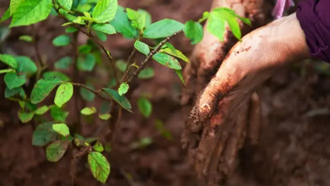 Tree sapling next to muddy hands
