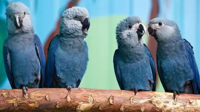 Estas aves inspiraron la película animada "Río".