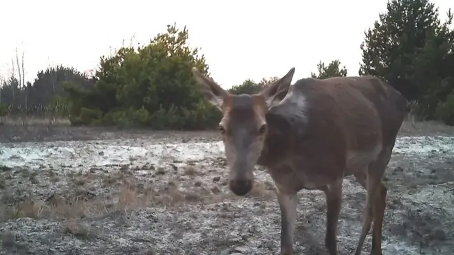 В Чорнобильських пожежах найбільше постраждали малі тварини та рослини