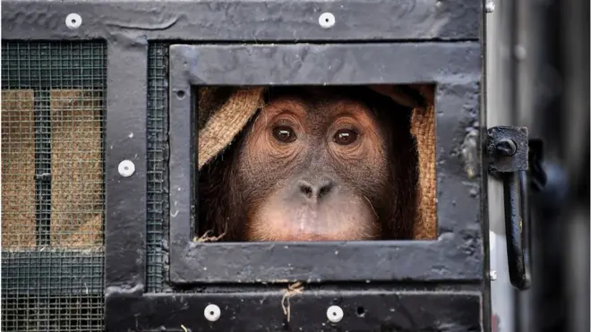 Seekor orangutan Sumatera korban penyelundupan satwa liar melihat dari dalam kadang saat hendak dipulangkan dari Thailand ke Indonesia di Bandara Suvarnabhumi, Bangkok, pada Kamis (17/12).