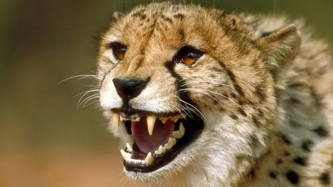 یوزپلنگ آسیایی