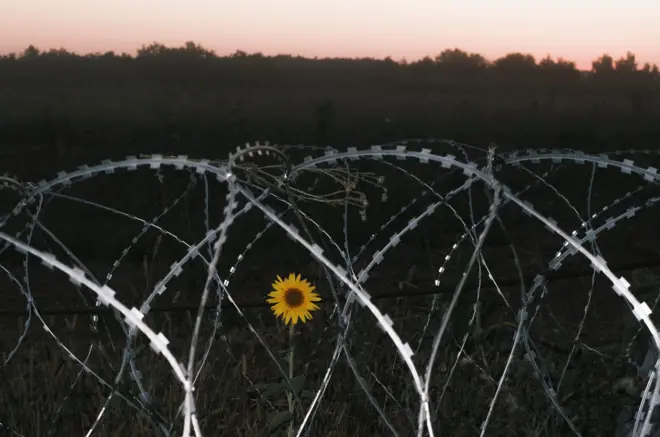 Подсолнух среди заграждений из колючей проволоки вблизи границы России и Украины в Сумской области 17 августа 2024 года