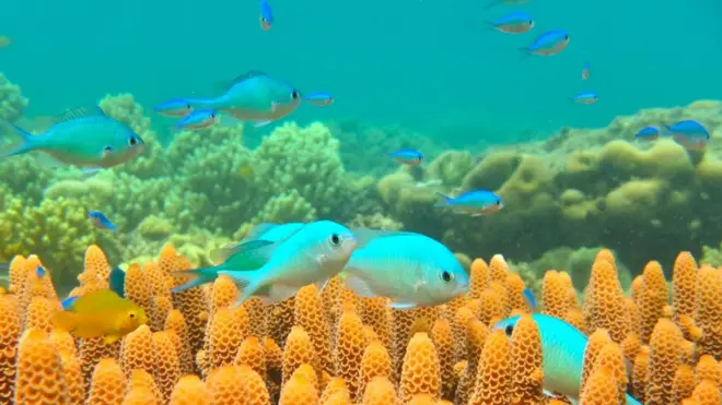 Oil exposed fish swam toward open waters