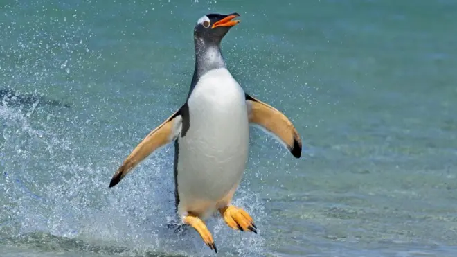 Субантарктичний