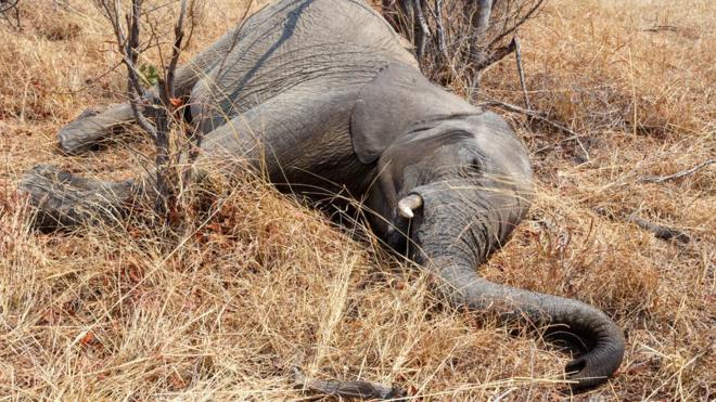 Foto de banco de imagens de elefante morto no parque nacional de Hwankee, em Botsuana