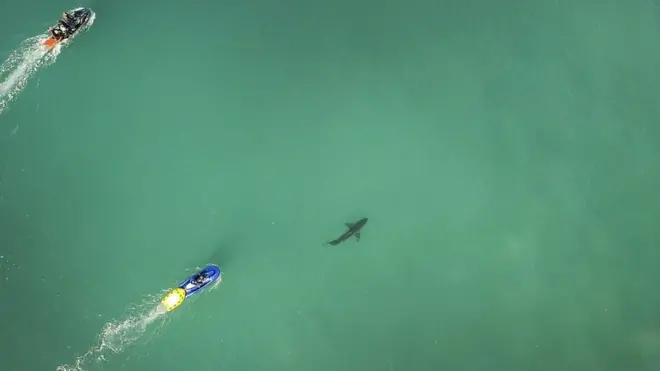 Lancha que persigue a un tiburón