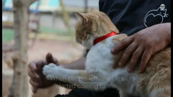 モハンマド・アラア・ジャレエルさんは、激しい戦闘が続くシリア北部のアレッポで100匹以上のネコを世話している。