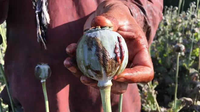 a famer holds an opium poppy