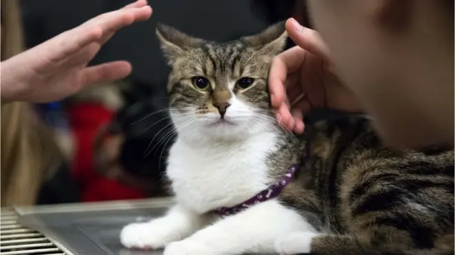 Многе од мачака које су удомљене преживеле су разна недаћа