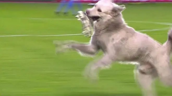 Собака прервала футбольный матч в Боливии