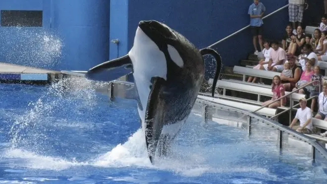 Tilikum en pleno espectáculo en SeaWorld, Orlando, Estados Unidos.