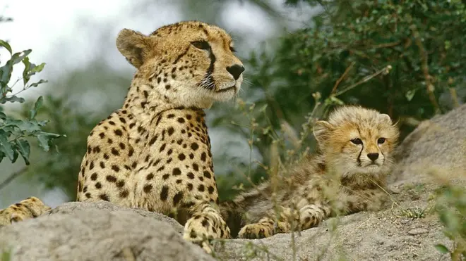 ነብሪ ጎልጎል ምስ ኩርኩር