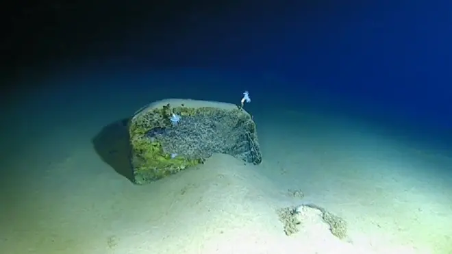 Dasar laut di Palung Mariana