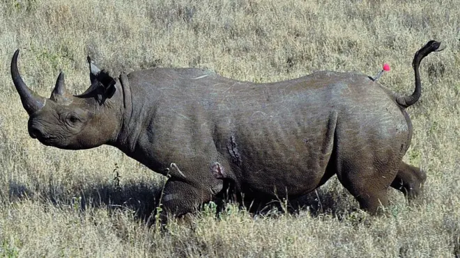 Рог носорога се веома цени у традиционалној кинеској медицини