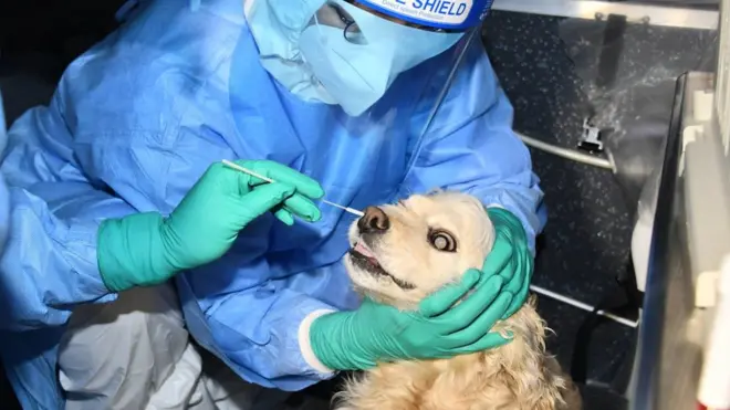 서울시 동물이동검체채취반이 10일 코로나19 확진자와 밀접접촉한 반려견을 대상으로 검체 채취를 하고 있다