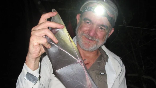 Los murciélagos son vitales en la polinización, la dispersión de semillas y el control de plagas, dice el científico.