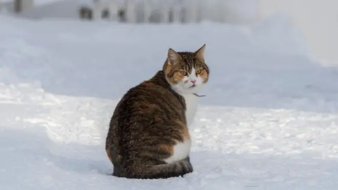 Кот в снегу