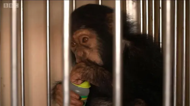 ลูกลิงชิมแปนซีในกรง