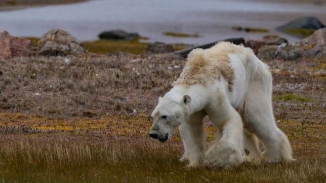Oso moribundo en busca de comida en el Ártico canadiense