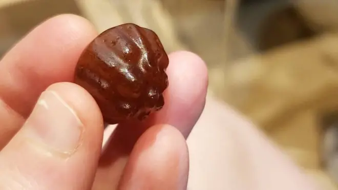 Nyaata mi'aawaa Hargool hawwaannisarraa tolchu