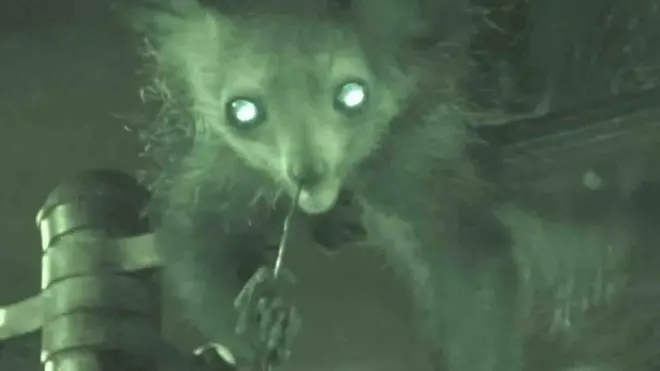 විද්‍යාඥයින්ට ප්‍රහේළිකාවක් වූ ලීමර්ගේ නහය හෑරීම