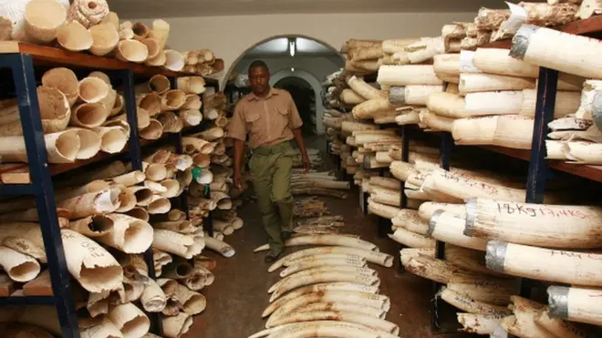 Le stock d'ivoire du Zimbabwe estimé à 300 millions de dollars.