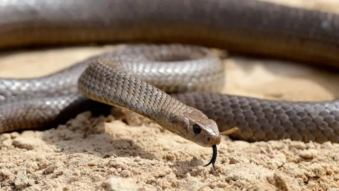 लंच बॉक्स में सांप