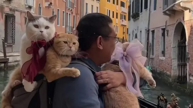 పిల్లుల ప్రపంచ యాత్ర