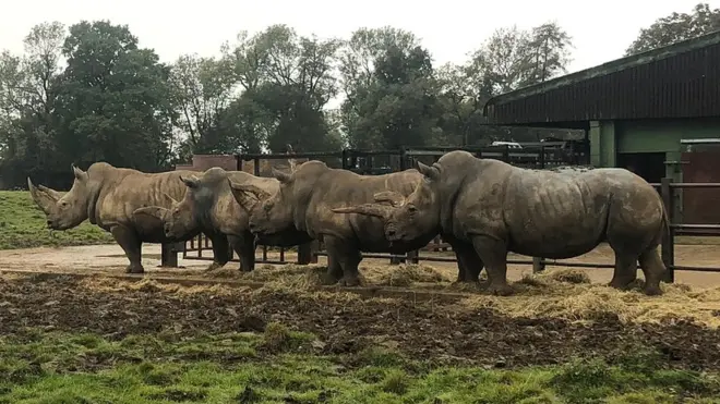At Whipsnade Zoo, a male southern white rhino called Sizzles has been introduced to new female rhinos, in the hope that they will breed