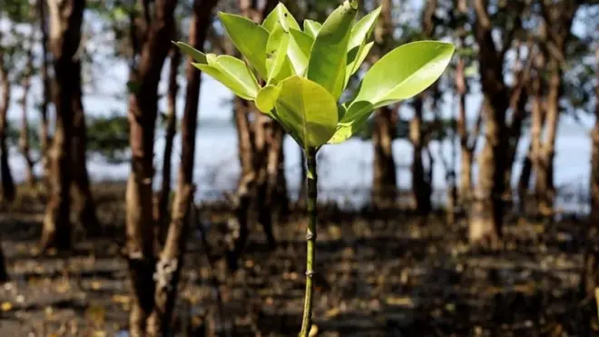 Neuspeh projekata pošumljavanja