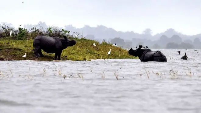 असम में बाढ़