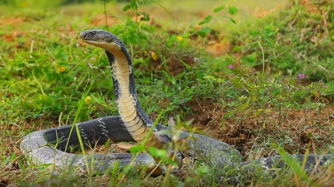 కింగ్ కోబ్రా