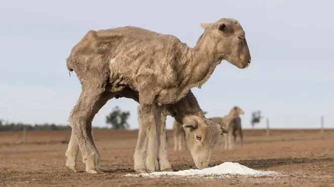 ሓረስቶት፡ ንእንስሳቶም ቀለብ ከቕርቡ ከቢድዎም ኣሎ