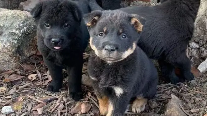 Animal rescue groups say they are seeing an increasing number of animals abandoned across the country