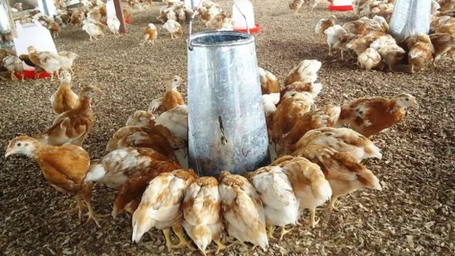 Le Burkinabé Richard Moné a commencé avec quelques poussins. Aujourd'hui, sa ferme livre par camion aux plus grands établissements du Burkina Faso.