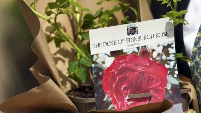 Роза в честь Филиппа