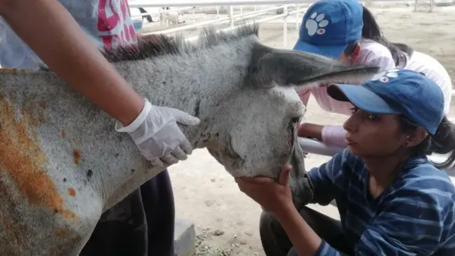 پر خواله رسنیو ګڼو کارنو د یاد خره پر مړینې توغند غبرګونونه ښودلي. د پېښور یوه خبریال افتخار فردوس لیکلي، چا چې دا خر ټپی کړی بايد ورته عمل ورسره وشي.