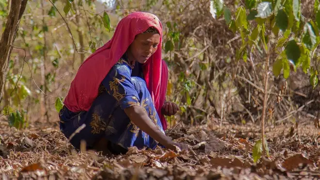 ኢትዮጵያዊቷ ቡና ስትለቅም