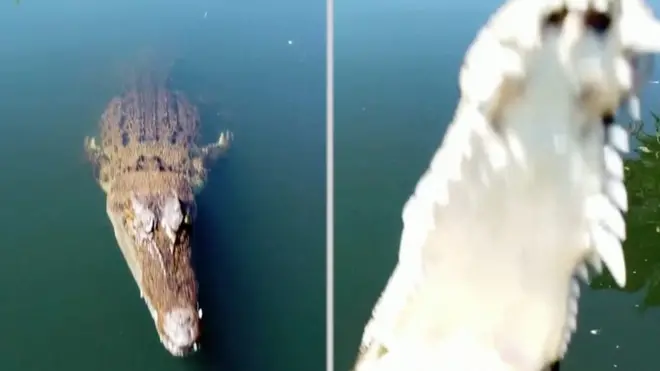 تمساح في أستراليا يسقط طائرة بدون طيار