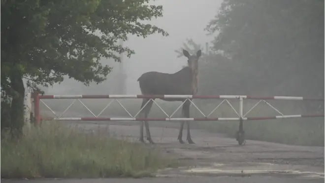 Чернобыль зонасындагы багыш