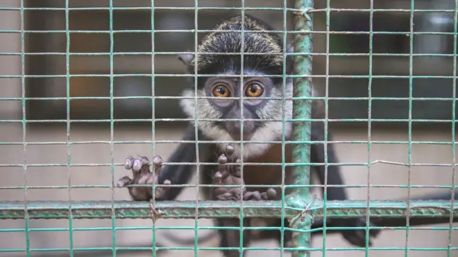 የጦጣ ዝርያ ያላት እንስሳ