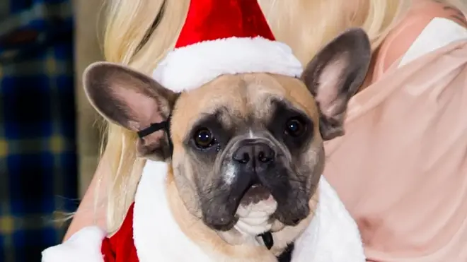 Одна из собак певицы Леди Гага