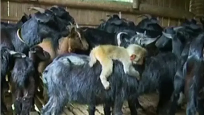 Эчки минген маймыл