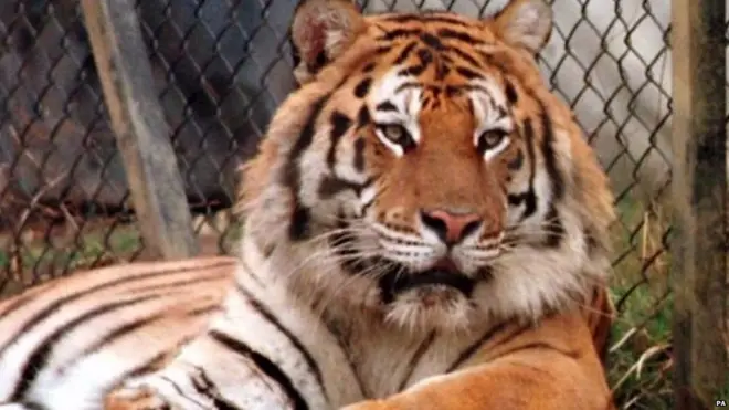 मंडपात शिरला वाघ