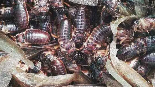 Iswa zikiri mbisi batarakaranga