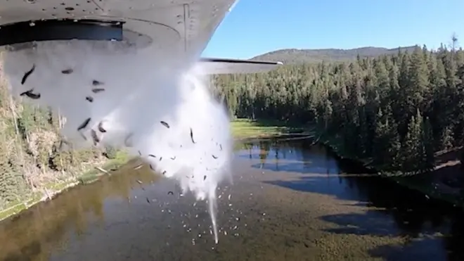 Riba u jezeru u Juti