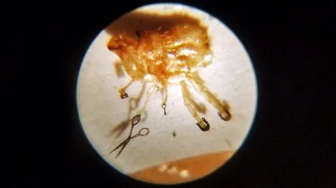 Kutu adalah obyek populer dalam seni mikro miniatur.