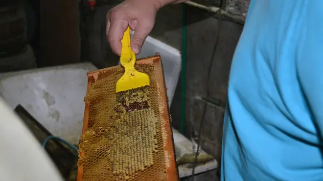 Korona pčelari 16:9 Marija Raca 2020